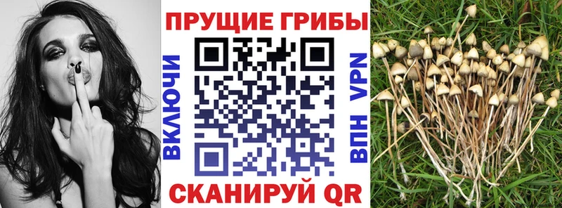 Галлюциногенные грибы мицелий Боготол